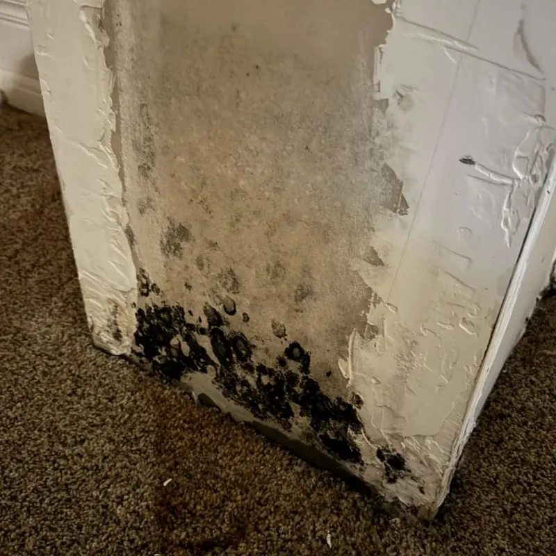 Professional Mold Removal in Wrightsville Beach, NC